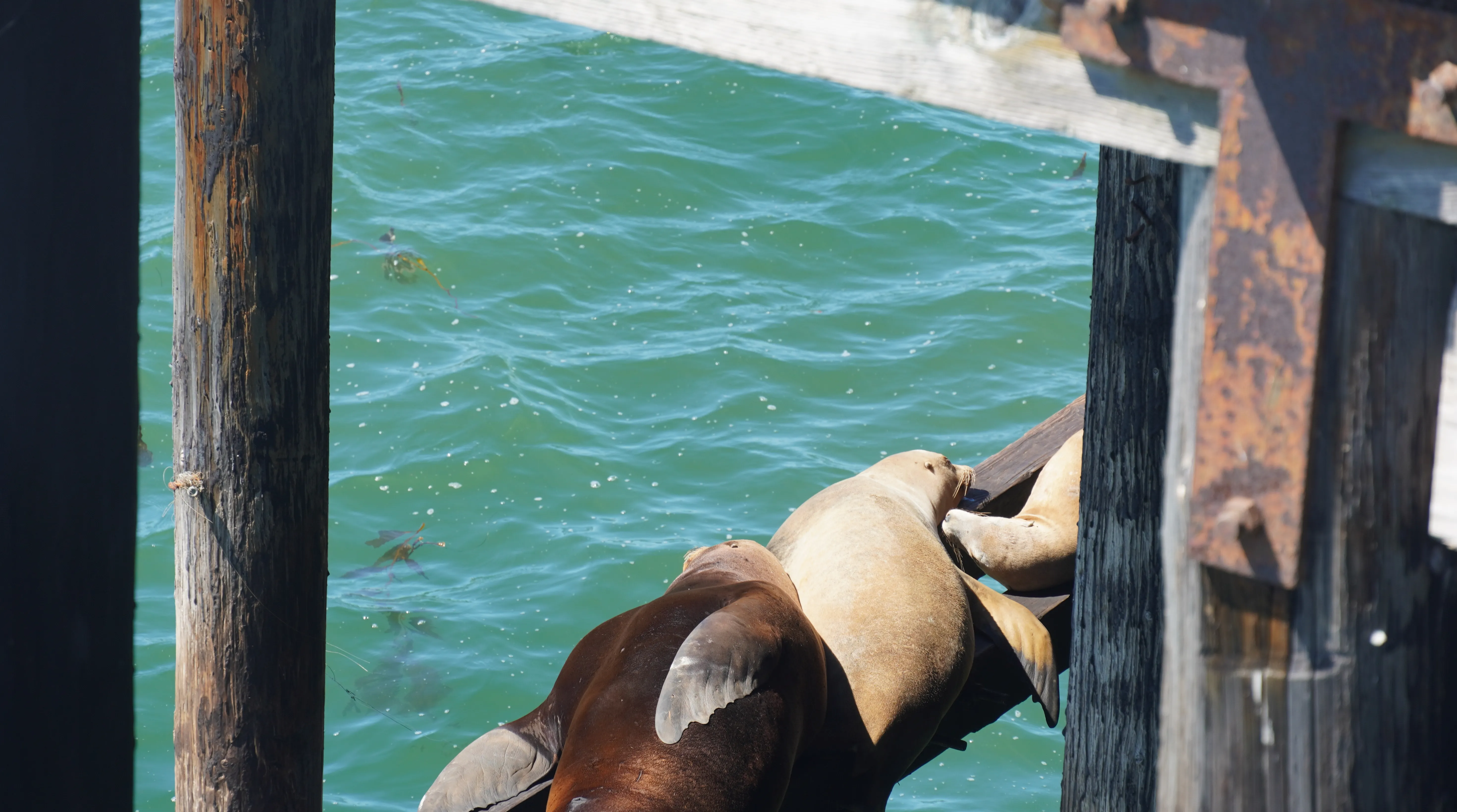 santacruzseal